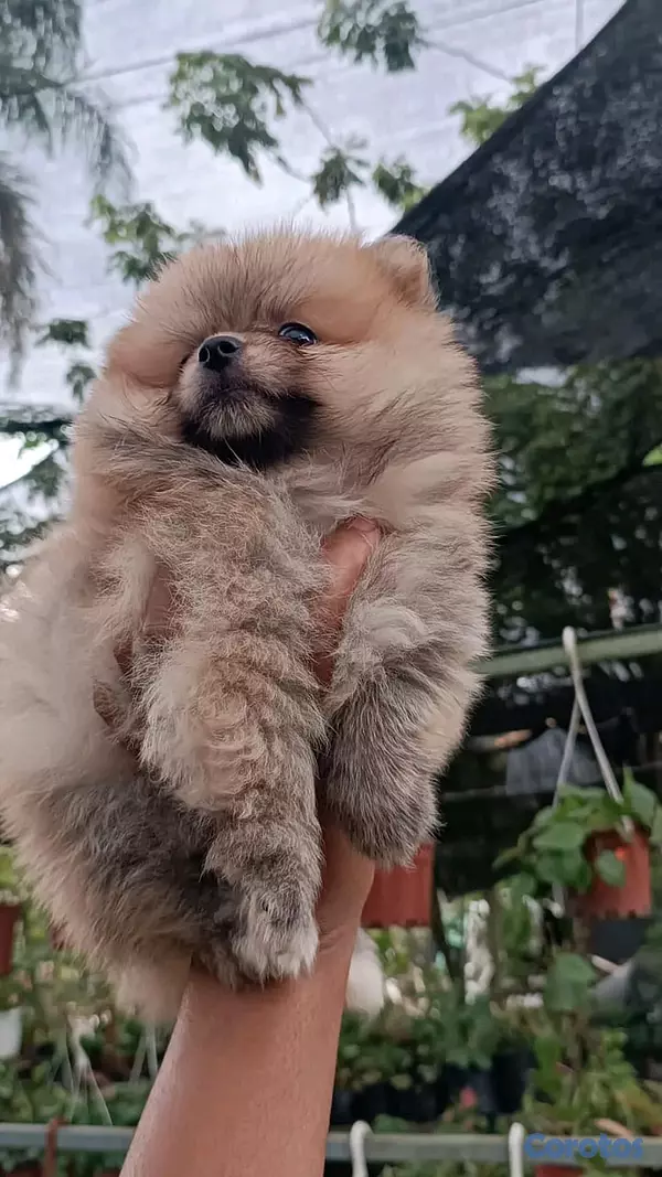 animales y mascotas - hermosos Cachorros pomerania toy 2