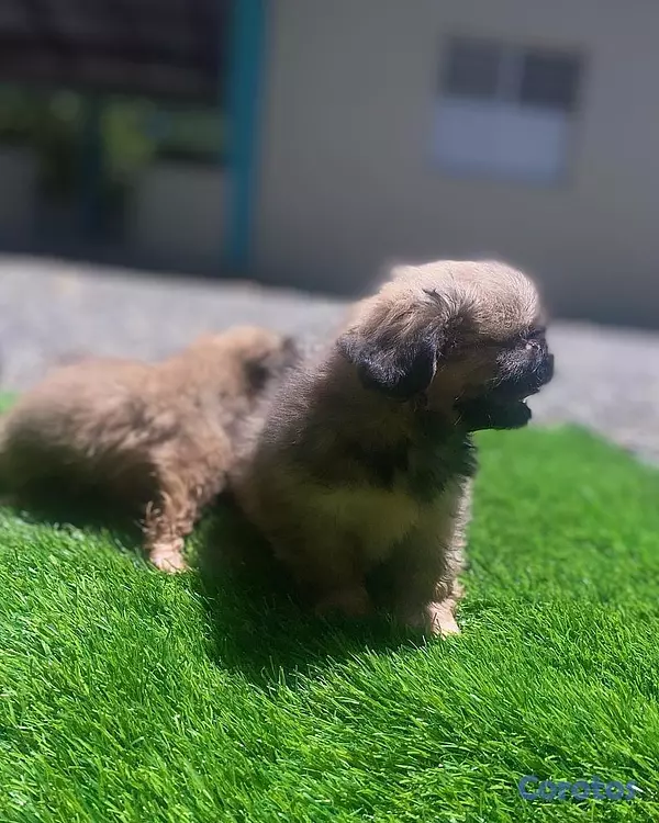 animales y mascotas - pekinés  2