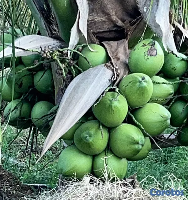 solares y terrenos - Finca de coco Enanos, Favor Solo cliente no broker 9