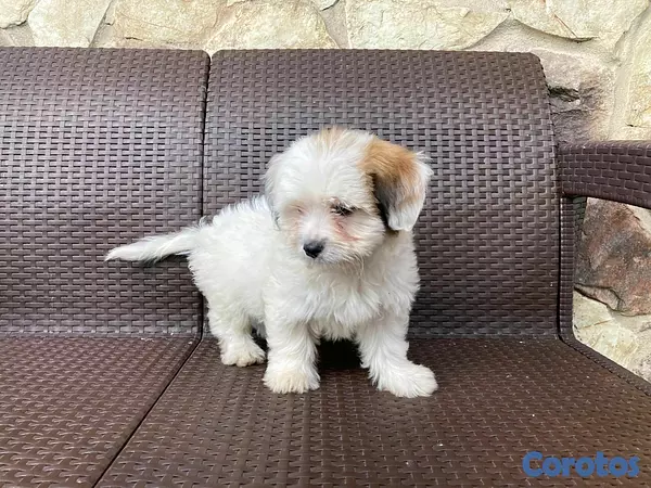 animales y mascotas - hermosos cachorritos de shipoo 4