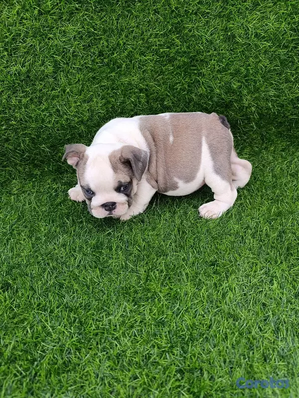 animales y mascotas - Bulldog ingles 2