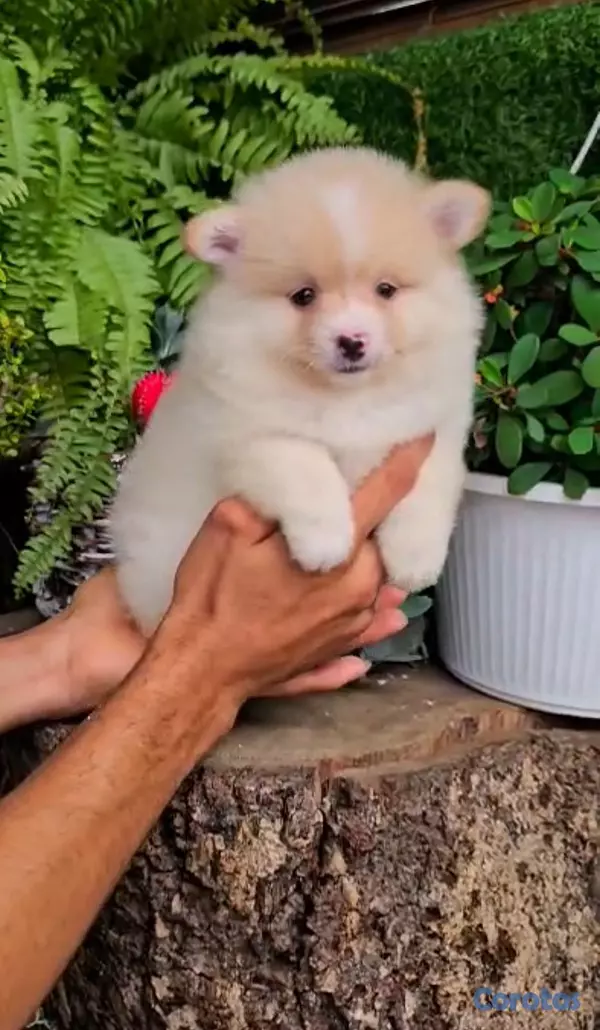 animales y mascotas - OFERTA CACHORRO POMERANIA MACHO UBICADO EN SANTO D 2