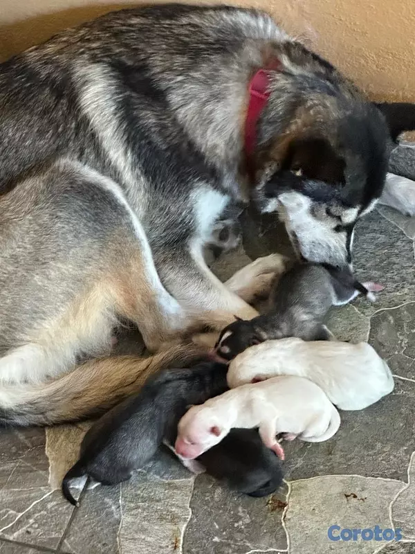 animales y mascotas - Perro Huskey siberiano , vacunado 3