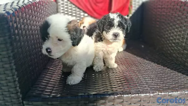 animales y mascotas - hermosos cachorritos de shipoo toy machos  3