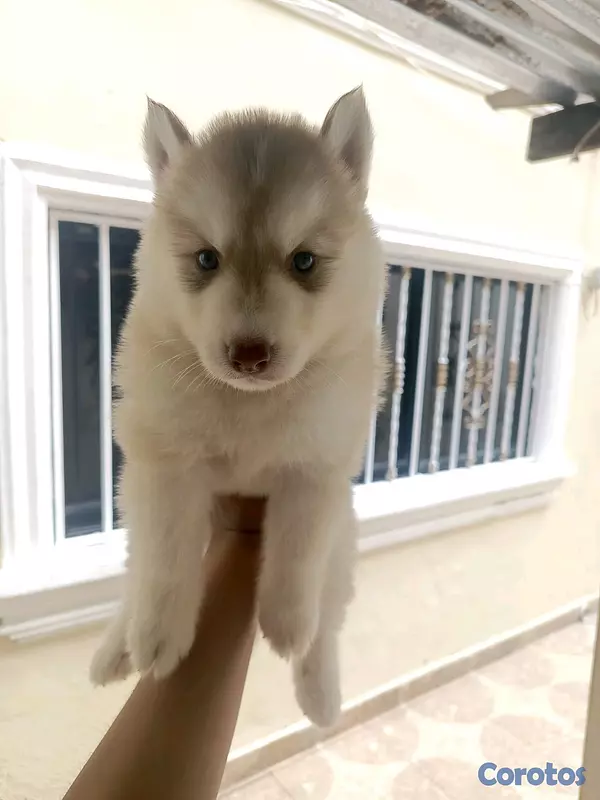 animales y mascotas - husky Siberiano  13