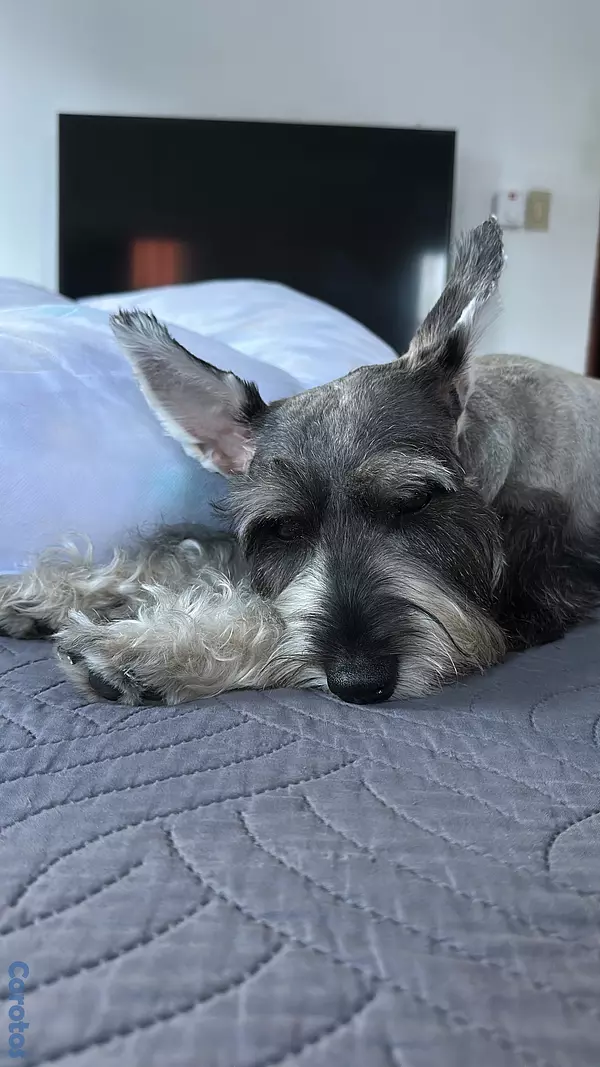 animales y mascotas - Schnauzer mini para monta 2