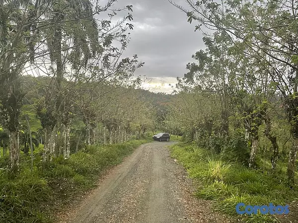 solares y terrenos - Finca de 4075 tareas en Cibao de Cacao  2