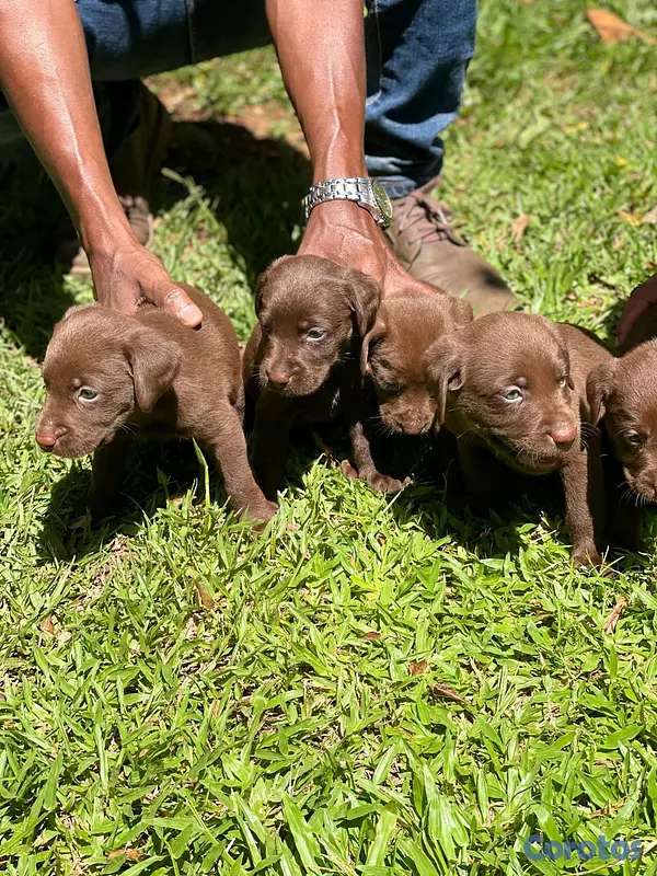 animales y mascotas - hermosos cachoerritos labrador chocolate  2