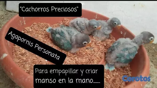 animales y mascotas - Aves Exóticas de todas las razas y Mutaciones.... 4