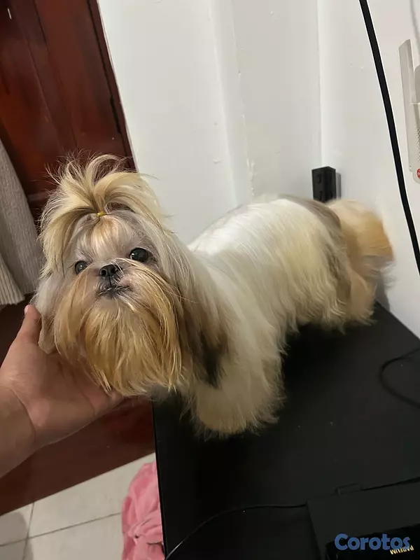 animales y mascotas - Shitzu macho abierto a monta Padrote  3