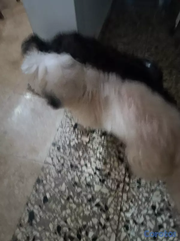 animales y mascotas - shih tzu de 2 semanas  7