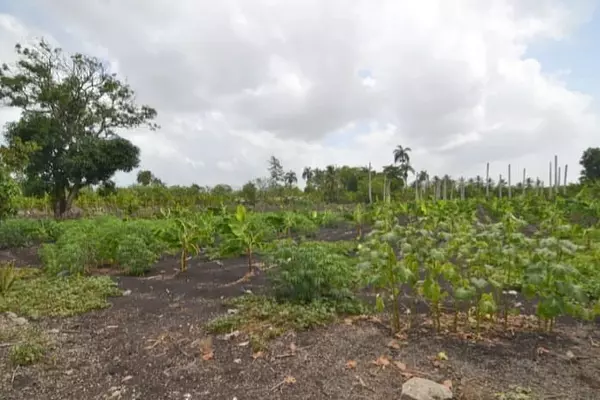 solares y terrenos - Terreno con Mejora en Monte de la Jagua  1