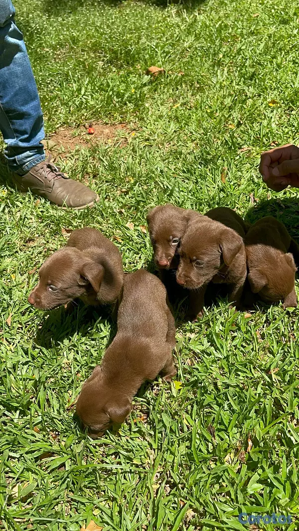 animales y mascotas - hermosos cachoerritos labrador chocolate  4