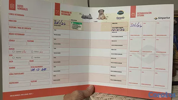 animales y mascotas - 🐾🦴perros bulldog francés, de dos meses🐾🦴 7