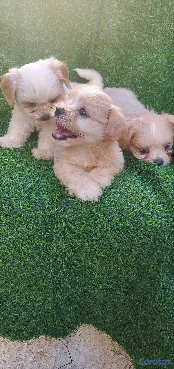 animales y mascotas - shitpoo lo más bello para ti  2