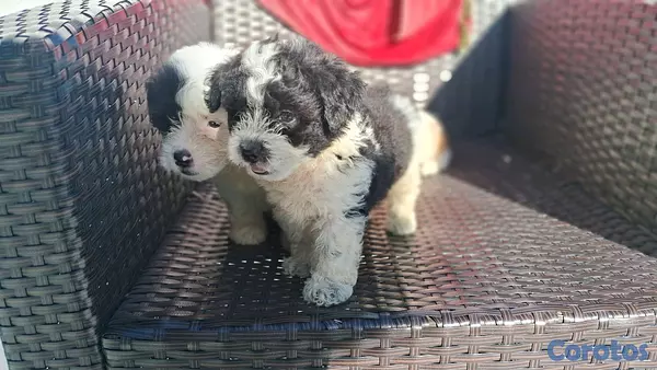 animales y mascotas - hermosos cachorritos de shipoo toy machos  5