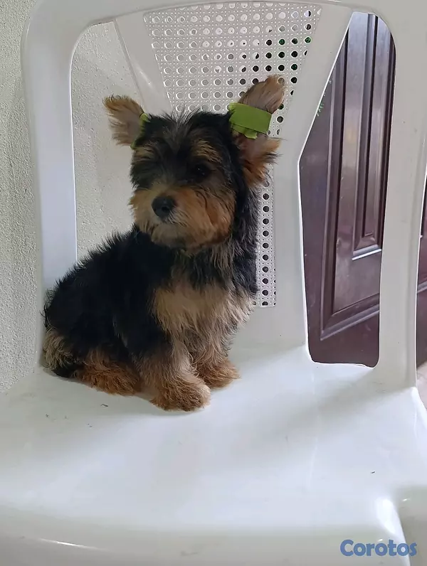 animales y mascotas - Cachorrito Yorkie Merle 3 meses de nacido 2