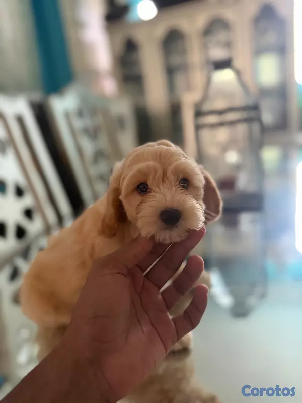 animales y mascotas - Vendo Cocker Spaniels 15