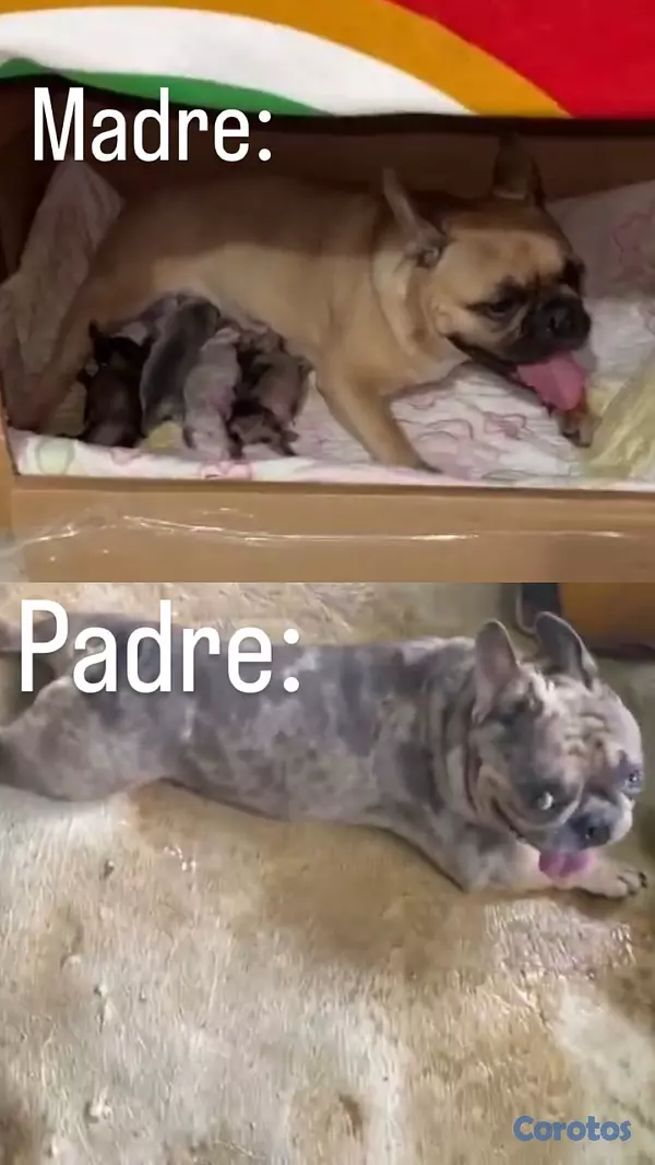 animales y mascotas - 🐾🦴perros bulldog francés, de dos meses🐾🦴 8
