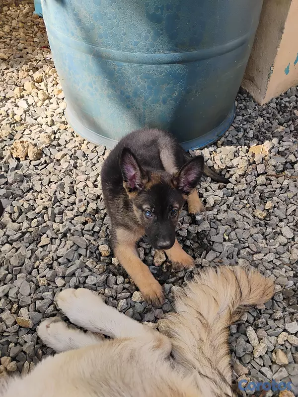 animales y mascotas - Pastor alemán con Husky  2