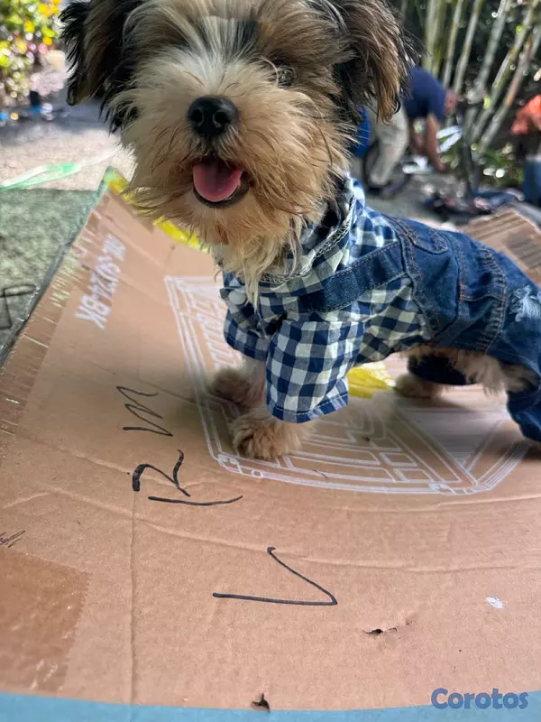 animales y mascotas - Yorkie parti de colores  4