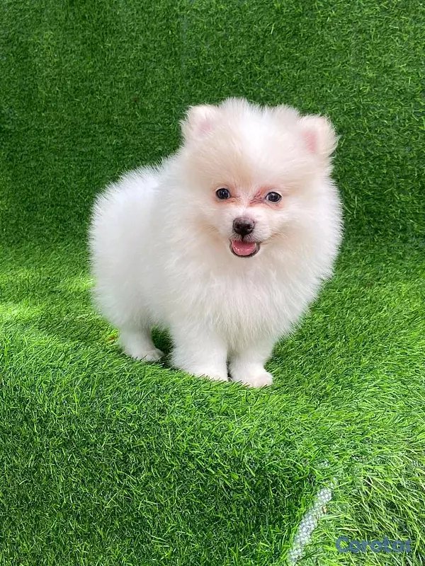 animales y mascotas - hermosos cachorritos pomerania mini  8