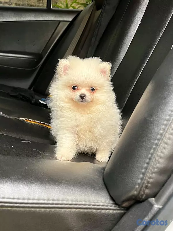 animales y mascotas - hermosos cachorritos pomerania mini 3