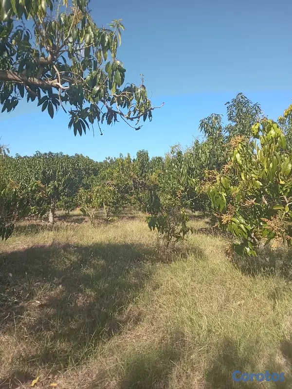 otros inmuebles - Vendo Finca de Mangos en Azúa, República Dominicana  2