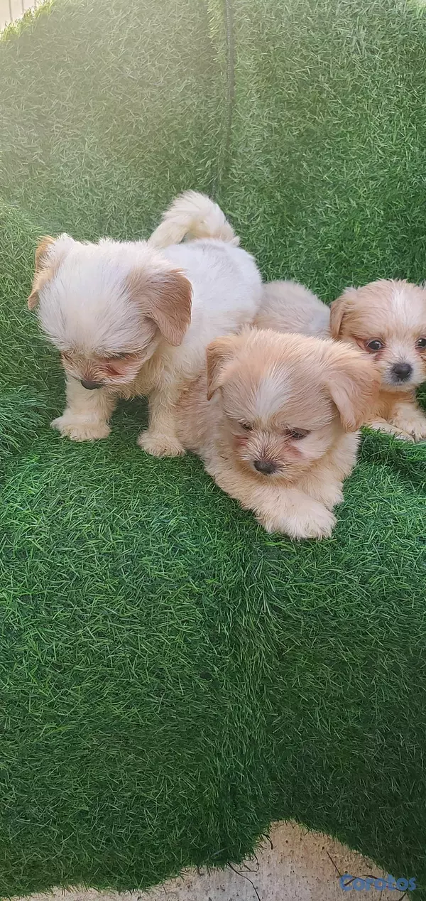animales y mascotas - shitpoo lo más bello para ti  3