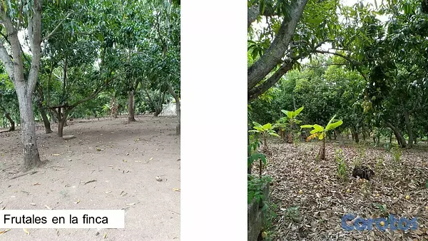 casas vacacionales y villas - Finca con frutales en Yaguate 3