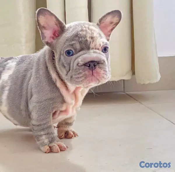 animales y mascotas - Bulldog francés  3
