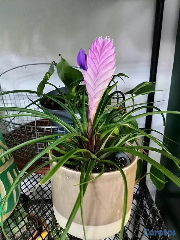 herramientas, jardines y exterior - Plantas ornamentales para ti  7