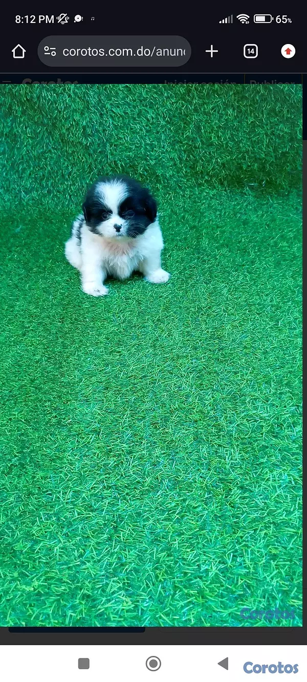 animales y mascotas - “Adorable Cachorro Shih Tzu Disponible – Amor a Primera Vista” 3