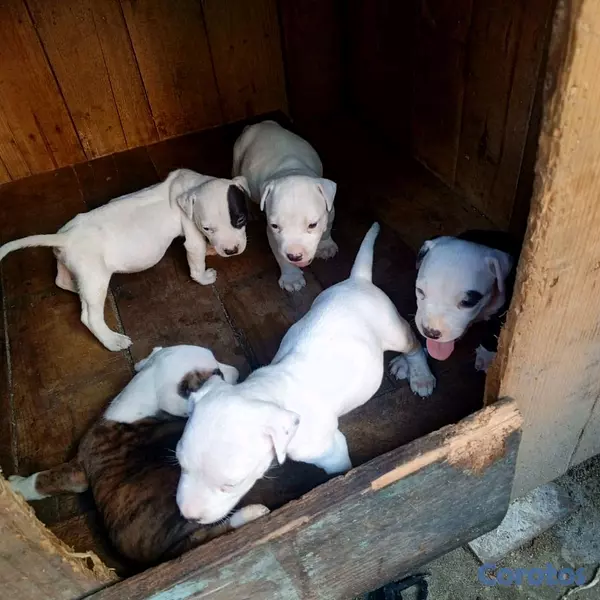 animales y mascotas - pitbull disponible san Cristóbal  3