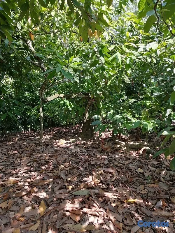 solares y terrenos - Se vende finca de cacao en San Francisco de Macoris con 807 tareas deslindada  2