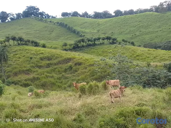 solares y terrenos - finca de 450 tareas con vocación ganadera en yamasa  12