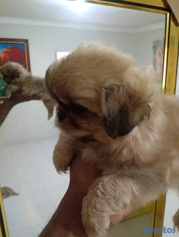 animales y mascotas - Pekines/pequines macho  2
