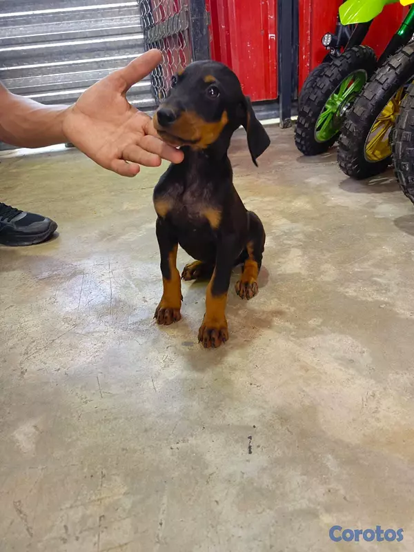 animales y mascotas - Doberman hembra y macho. Dog, pet, mascotas, perro 2