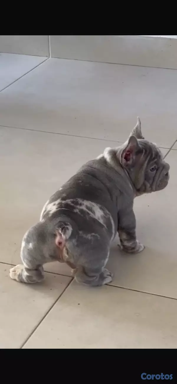 animales y mascotas - Bulldog francés  2