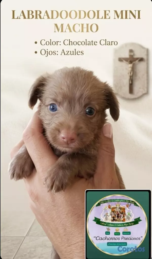 animales y mascotas - Labradoodle  7