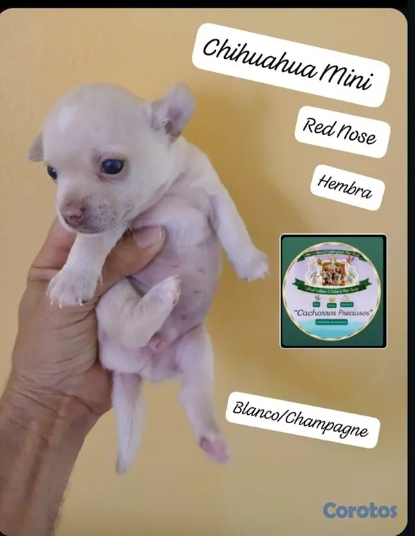 animales y mascotas - Chihuahua Mini/Toy/Micro 5