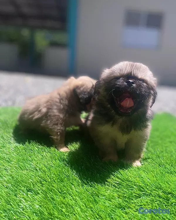animales y mascotas - pekinés  4