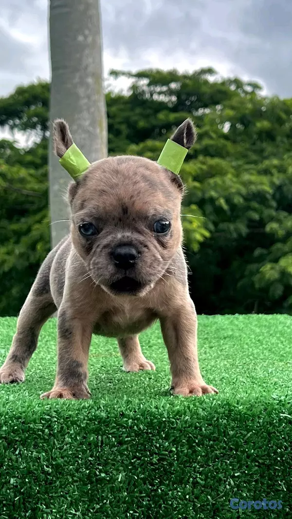 animales y mascotas - bulldog francés blue Merle  3