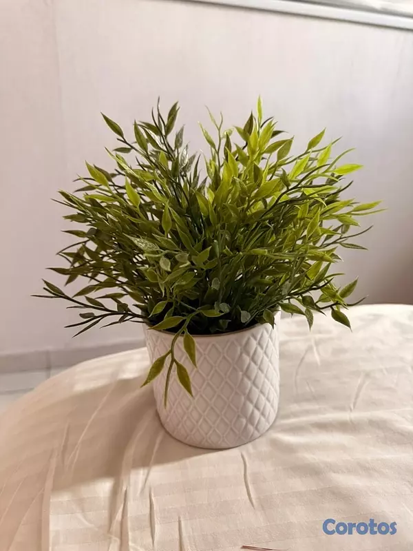 decoración y accesorios - variedad de plantas decorativas 1
