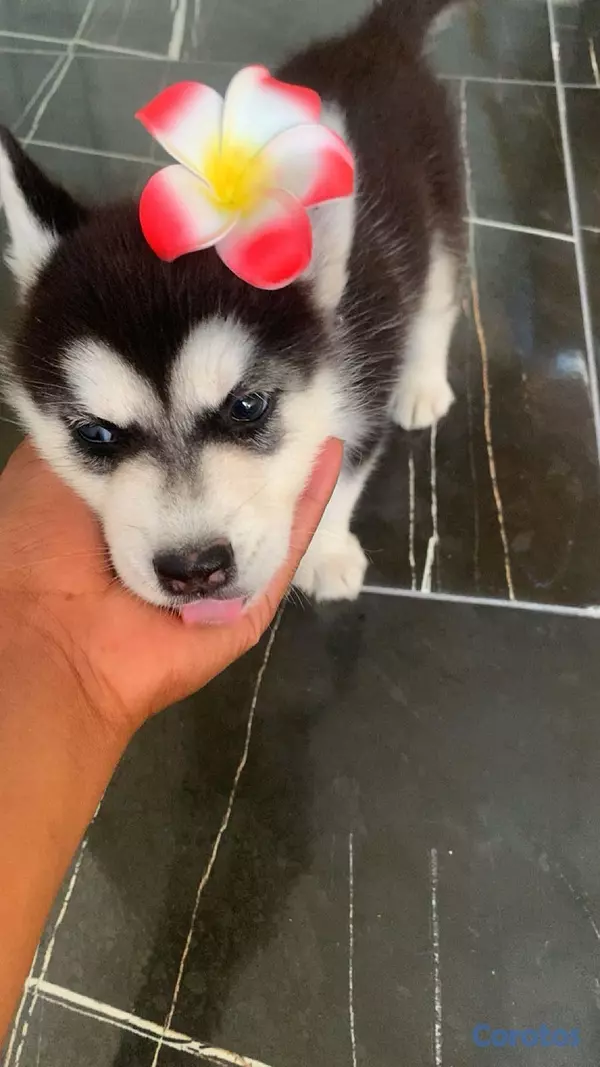 animales y mascotas - Se vende  está preciosura 🥰 6