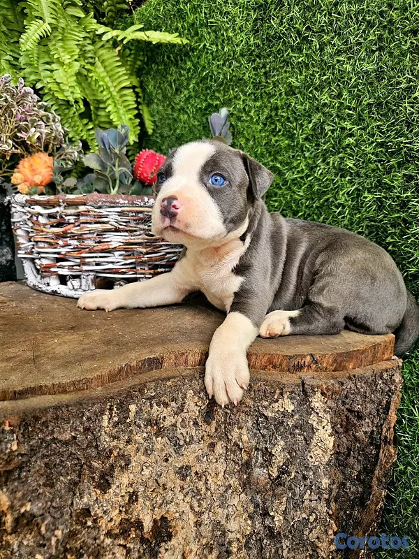 animales y mascotas - pitbull blue ojos azules 100% 4