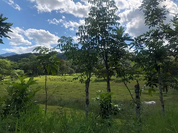 solares y terrenos - Finca  2,500 tareas en Bonao

 4