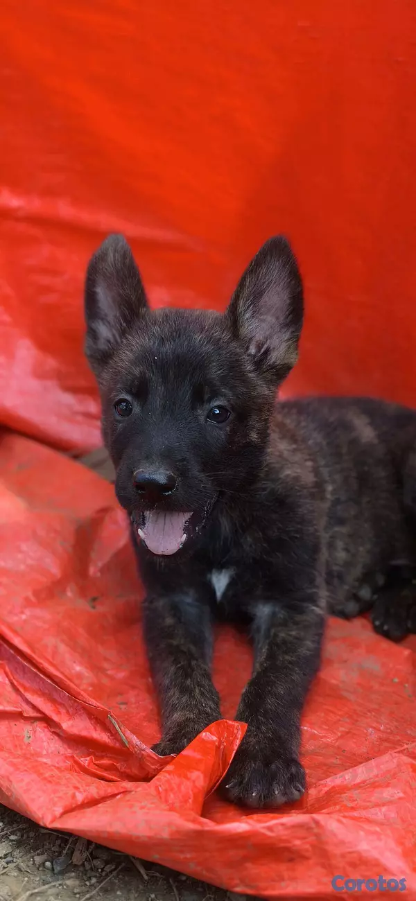 animales y mascotas - cachorros Pastor Holandés  2
