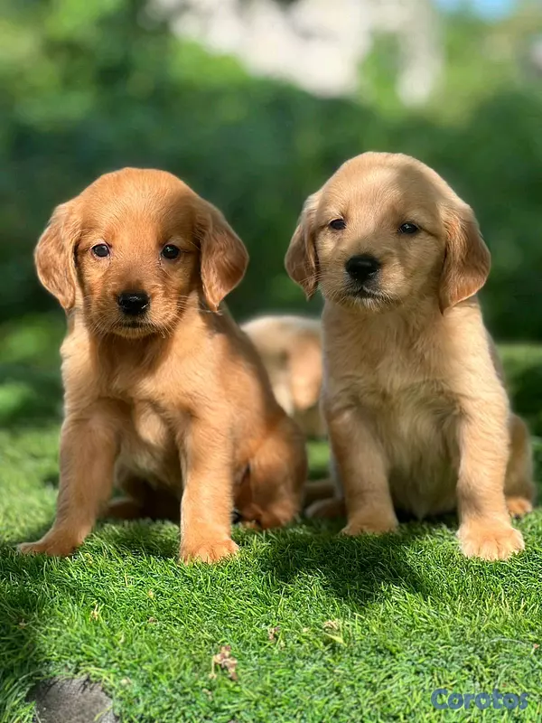 animales y mascotas - hermosos Cachorros golden retriever  3