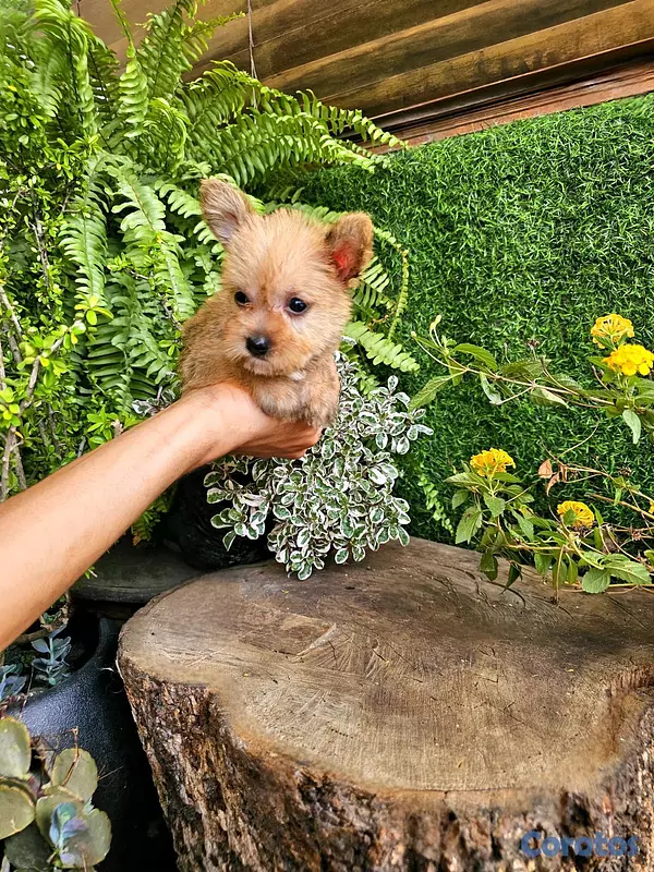 animales y mascotas - Yorki con mariposa super pequeñitos y peluditos  2